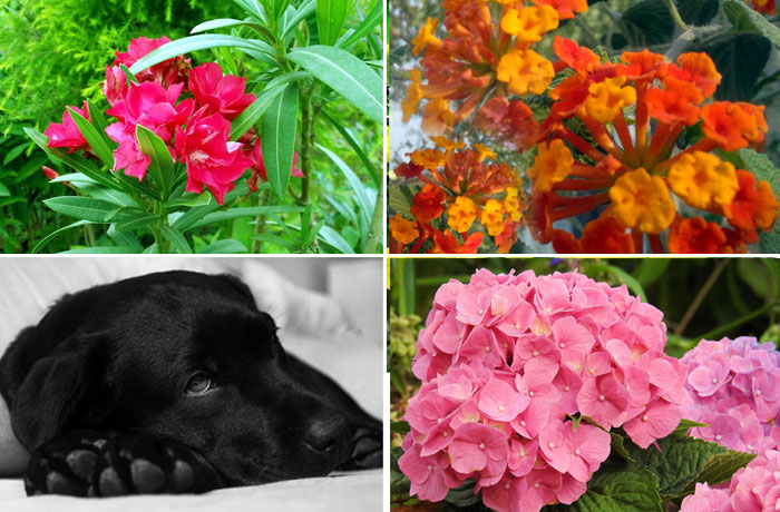 Poisonous Plant | Keep Away your pets