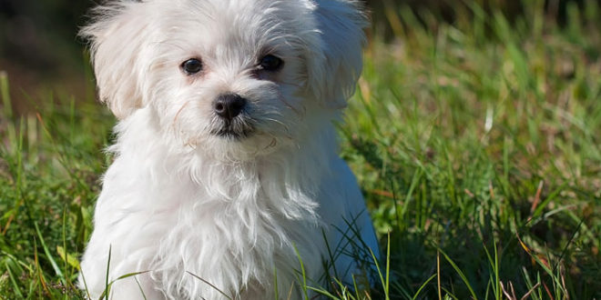 Maltese dog