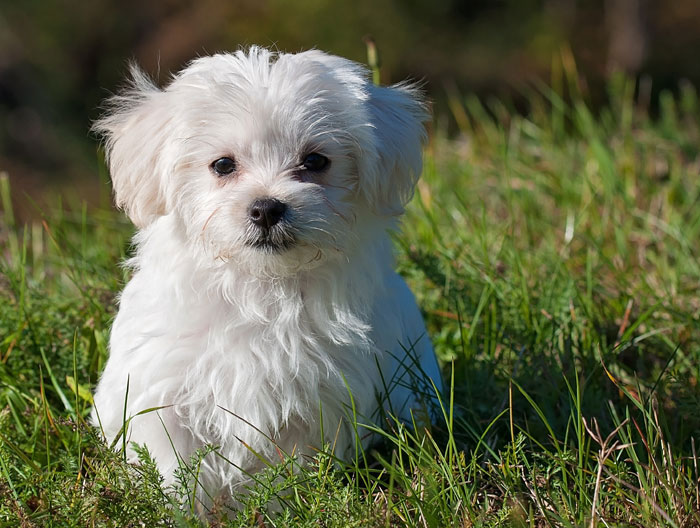 How to care Maltese dog | Breed information | Maltese healthy puppy