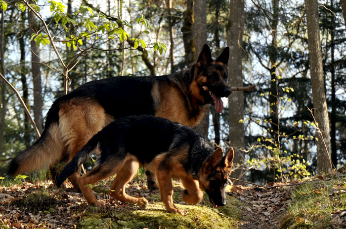 How to care of a German Shepherd | German Shepherd dog breed information