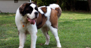 Saint Bernard