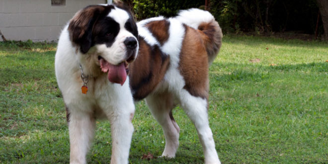 Saint Bernard