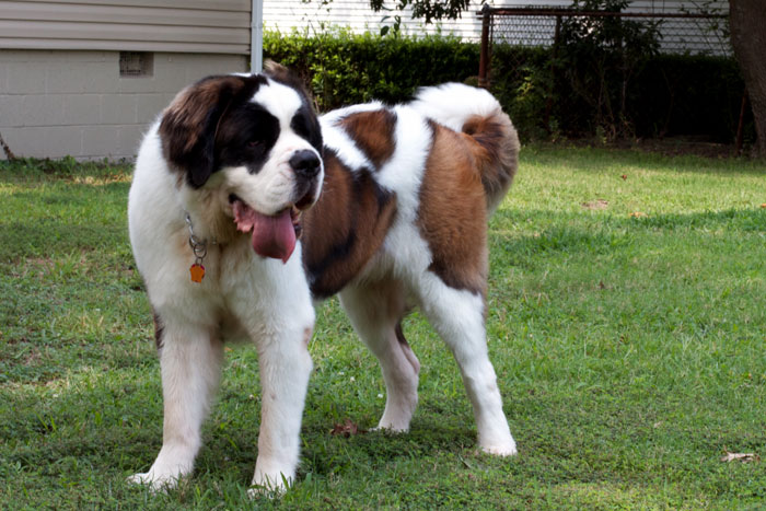 How to care of a Saint Bernard | Saint Bernard dog breed information