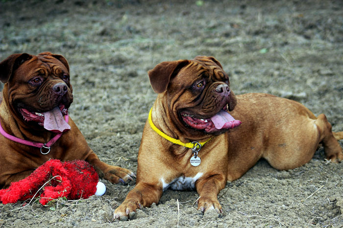 How to care Bullmastiff Dog | Bullmastiff dog Breed information