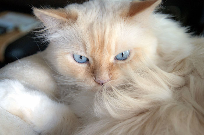 Ragdoll Cat Breed information | Facts and health care Ragdoll Cat