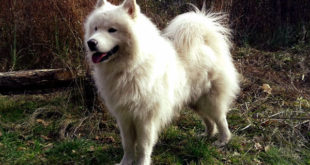 Samoyed Dog