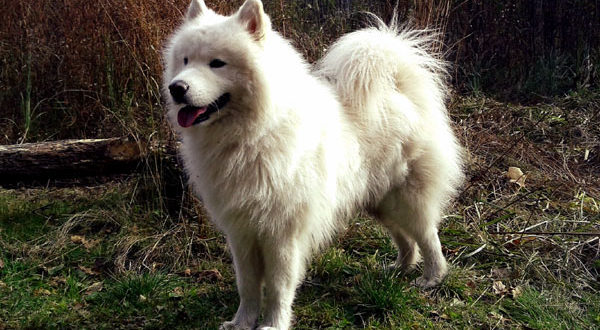 Samoyed Dog