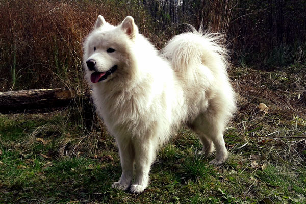 How to care Samoyed Dog | Breed information and Health care