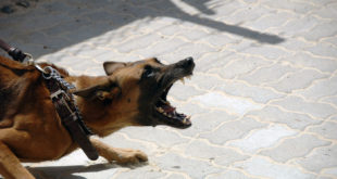 Aggressive Dog | Aggressive Dog Breeds