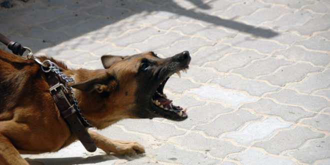 Aggressive Dog | Aggressive Dog Breeds