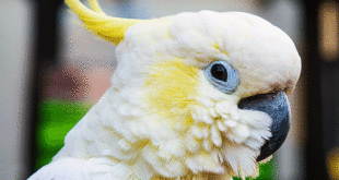 Cockatoo parrot
