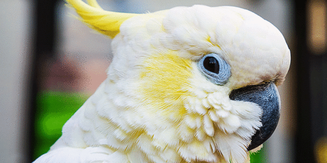 Cockatoo parrot