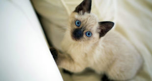 Siamese-cat