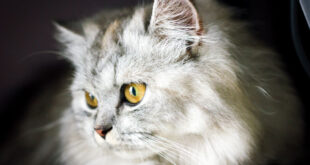 Persian cat