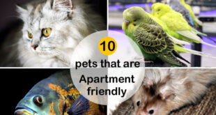 Best Pets for Apartments