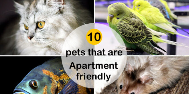 Best Pets for Apartments