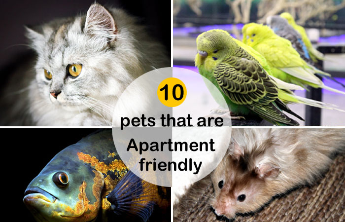 10 pets that are Apartment friendly | Best Pets for Apartments