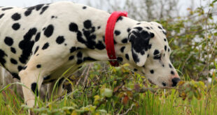 Dalmatian dog