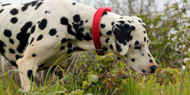 Dalmatian dog