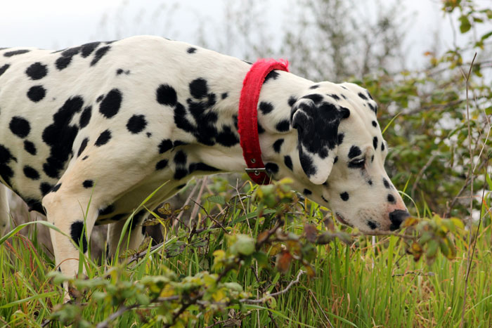 How to take care of a Dalmatian dog | Dals dog breed information
