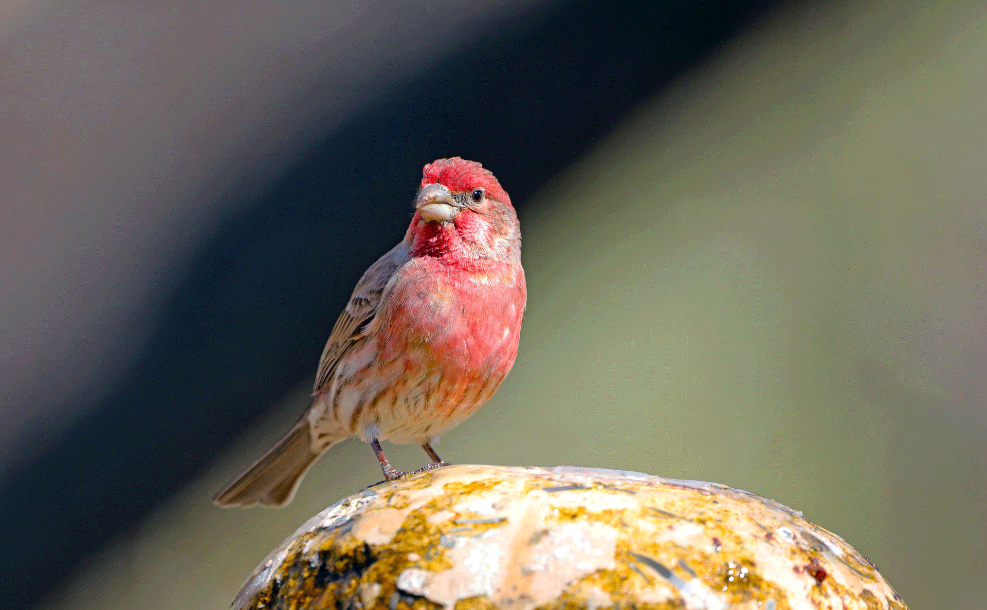 Finches Health care and conditions | Care of Finch Bird