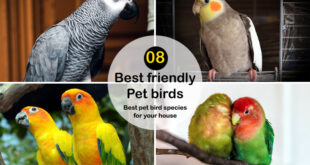 Pet birds