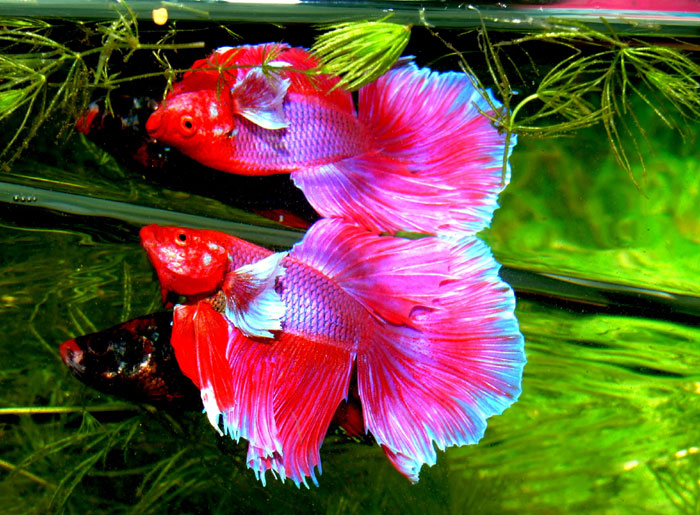 How to care Betta Fish (Siamese Fighting Fish ) | Betta Fish Health