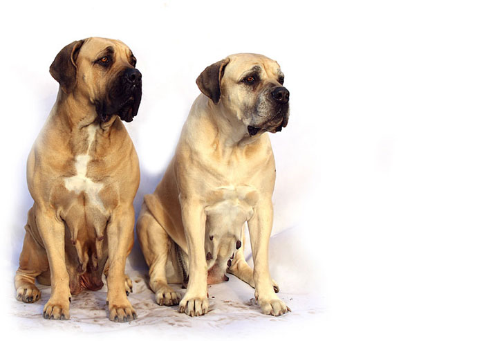 Easy tips to take care of English Mastiff dogs | Mastiff dog care