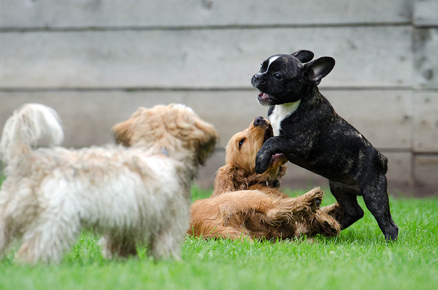 5-minute rule for your puppy’s | Dog training